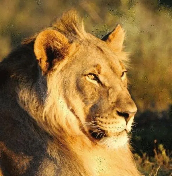Shamwari Game Reserve Port Elizabeth 0*,