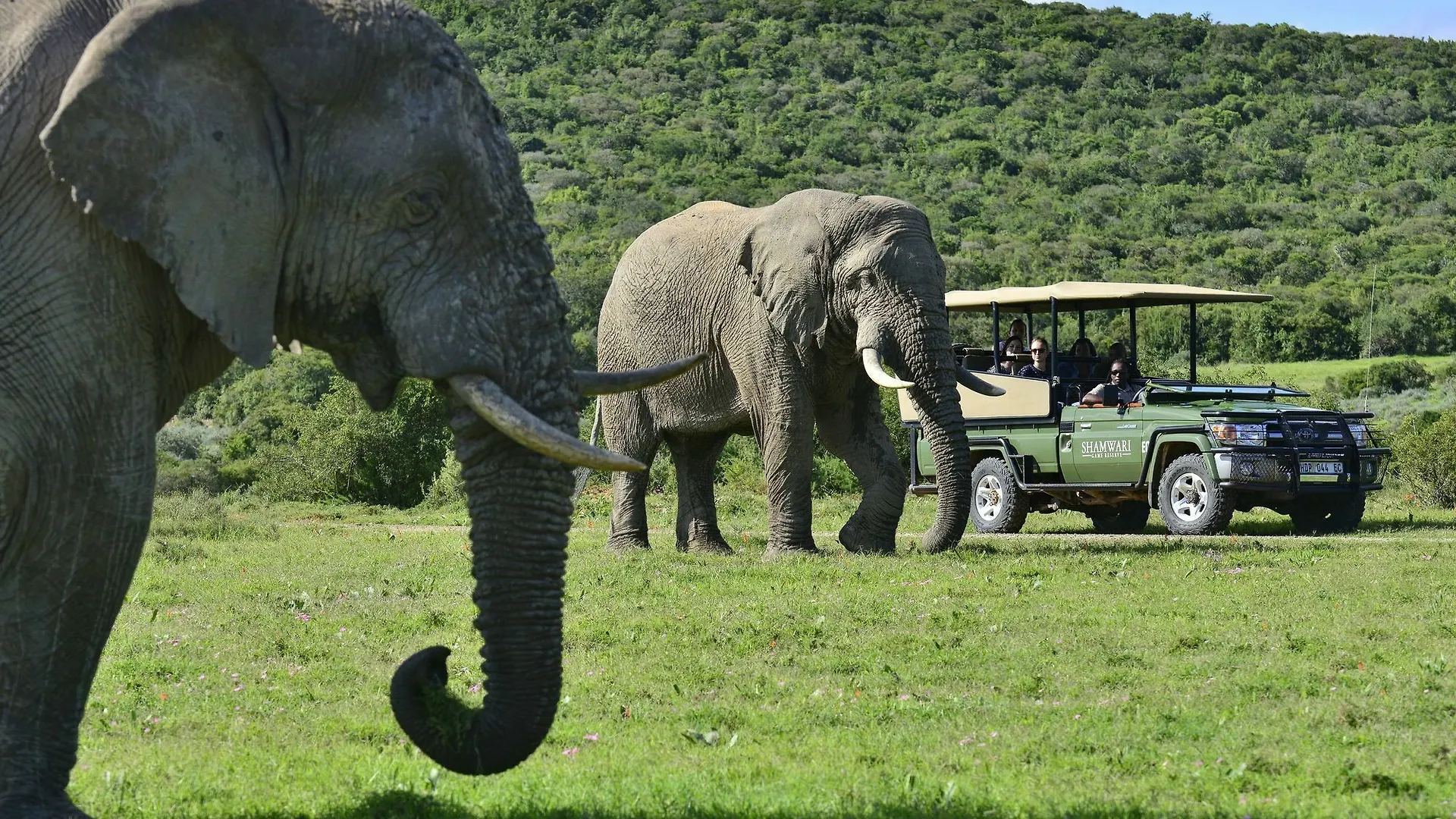 Shamwari Game Reserve Port Elizabeth