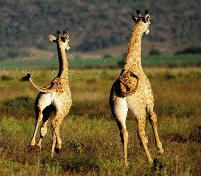 Shamwari Game Reserve Port Elizabeth Apartment
